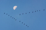 Geese Flying South 20435