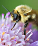 Bumble Bee On A Purple Flower 21038