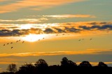 Geese In Sunrise 20081003