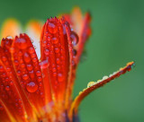 Wet Orange Flower 21030