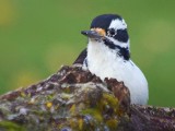 Peek-a-Boo Woodpecker 21867