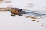 Swimming Beaver 22034