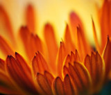 Orange Flower Closeup 22491