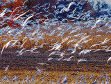 Horde Of Gulls 20081016