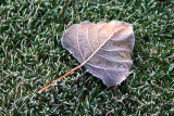 Frosty Leaf 23194