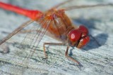 Red Dragonfly 22972