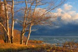 Lake Erie Birches Near Sunset... 20081027
