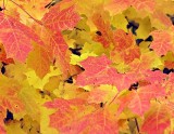 Fall Foliage 24181