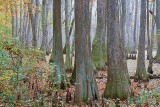 Cypress Swamp In Autumn 25128