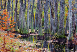 Cypress Swamp In Autumn 20081112