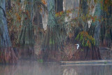 Peek-a-Boo Egret 26699