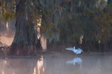 Egret At Lake Martin 26678