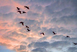 Flock Of Roseate Spoonbills In Flight 26855