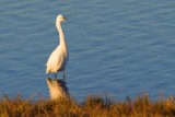 Egret In Golden Light 27599