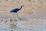 Little Blue Heron 28629