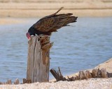 Turkey Vulture Wiping Its Bill 29451