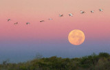 Ibises Flying Over The Setting Moon 20081212