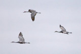 Sandhill Cranes In Flight 31350