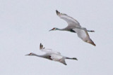 Sandhill Cranes In Flight 31351