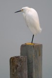 Snowy Egret On A Piling 20081216