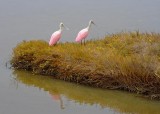 Two Roseate Spoonbills 31564