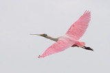 Roseate Spoonbill In Flight 32783
