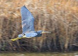 Heron In Flight 32166