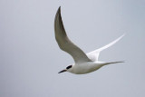 Tern In Flight 32787