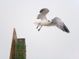Gull Taking Flight In Fog 20081231
