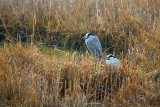 Yellow-crowned Night Herons 33457