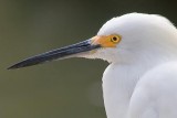 Snowy Egret Profile 33495
