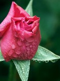 Dewy Rose Bud 34153-61