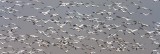 Snow Geese Flyout 34384