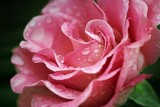 Wet Rose 20090106