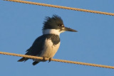 Belted Kingfisher 34489