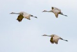 Sandhill Cranes In Flight 35181