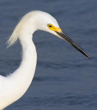 Snowy Egret Profile 35214