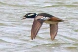 Hooded Merganser In Flight 35292 (crop)