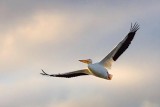 White Pelican In Flight 35579