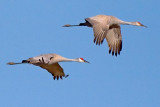 Sandhill Cranes In Flight 36248