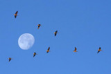 Geese Flying Over The Moon 35930