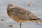 Resting Curlew 38528