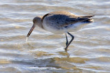 Willet With Catch 38101