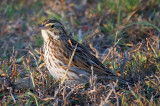 Sparrow On The Ground 39347