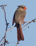 Female Cardinal 39264