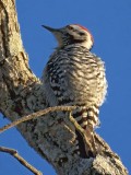 Ladder-backed Woodpecker 39325