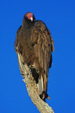 Turkey Vulture 39579