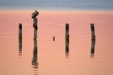 Pelly On A Piling 39491