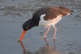 Oystercatcher With Catch 40052