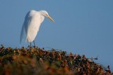 Egret In A Treetop 40282